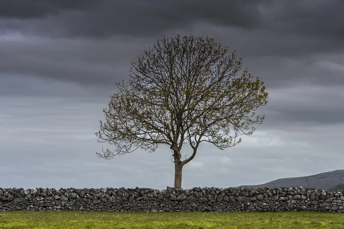 Gerahmter Druck : Einzelnes Baum mit einer Steinmauer und einem dramatischen Himmel. Gerahmter Druck : Einzelnes Baum mit einer Steinmauer und einem dramatischen Himmel.