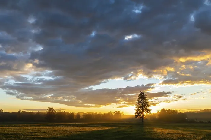 Gerahmter Druck : Ein einzelner Baum vor einem Sonnenuntergang in einem Feld. Gerahmter Druck : Ein einzelner Baum vor einem Sonnenuntergang in einem Feld.