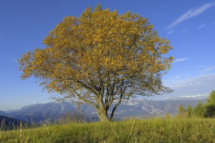 Gerahmter Druck : Einzelner Baum über dem Refugio Predaia Ai Todes Ci Gerahmter Druck : Einzelner Baum über dem Refugio Predaia Ai Todes Ci