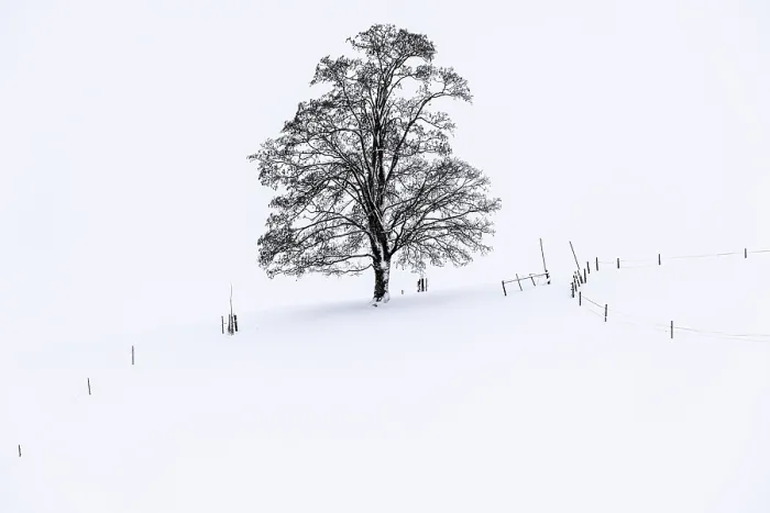 Gerahmter Druck : Ein einzelner Baum im Winterlandschaft.