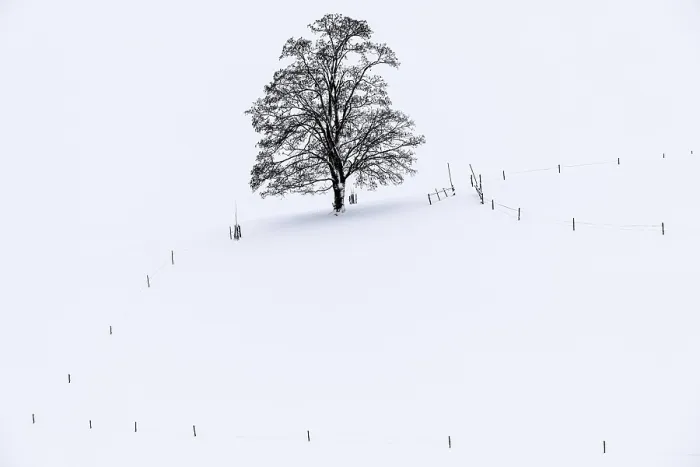 Gerahmter Druck : Ein einzelner Baum im Winterlandschaft. Gerahmter Druck : Ein einzelner Baum im Winterlandschaft.
