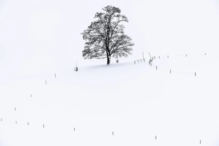 Gerahmter Druck : Ein einzelner Baum im Winterlandschaft. Gerahmter Druck : Ein einzelner Baum im Winterlandschaft.