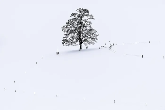 Gerahmter Druck : Ein einzelner Baum im Winterlandschaft. Gerahmter Druck : Ein einzelner Baum im Winterlandschaft.