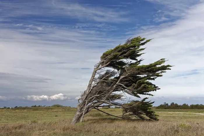 Gerahmter Druck : Ein einzelner windgebeulter Baum, Pointe de Chassiron. Gerahmter Druck : Ein einzelner windgebeulter Baum, Pointe de Chassiron.