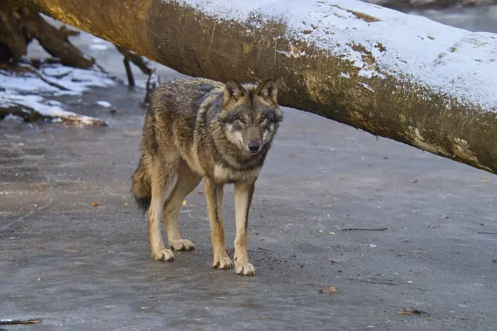 Gerahmter Druck : Ein einzelner Wolf steht neben einem umgestürzten Baumstamm auf einer Eisschicht.