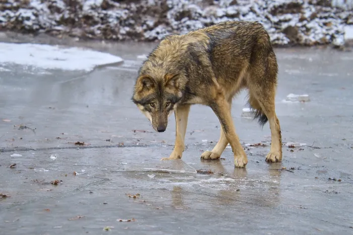 Gerahmter Druck : Ein einzelner Wolf, der auf dem Eis steht und hinuntersieht. Gerahmter Druck : Ein einzelner Wolf, der auf dem Eis steht und hinuntersieht.