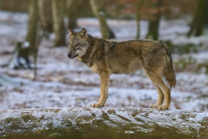 Gerahmter Druck : Ein einzelner Wolf steht auf einem Baumstamm, der mit Schnee bedeckt ist. Gerahmter Druck : Ein einzelner Wolf steht auf einem Baumstamm, der mit Schnee bedeckt ist.