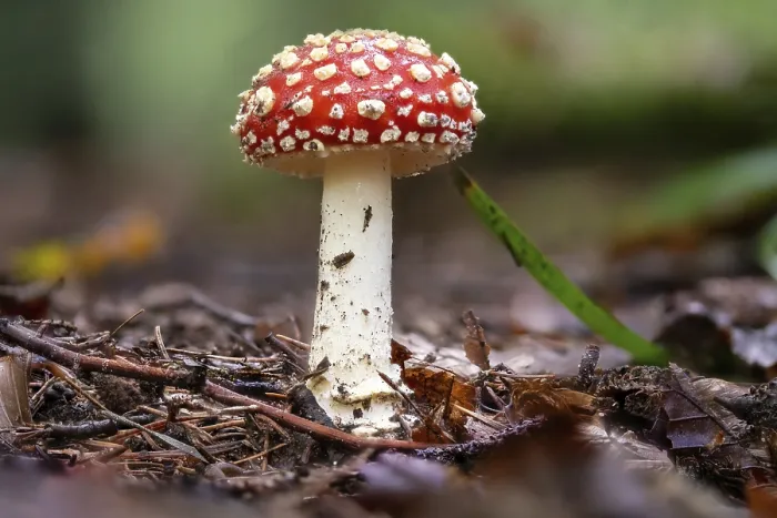 Gerahmter Druck : Ein junger, einzelner Fliegenpilz auf dem Waldboden. Gerahmter Druck : Ein junger, einzelner Fliegenpilz auf dem Waldboden.
