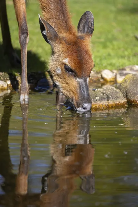 Gerahmter Druck : Sitatunga (Tragelaphus spekii) trinkt. Gerahmter Druck : Sitatunga (Tragelaphus spekii) trinkt.