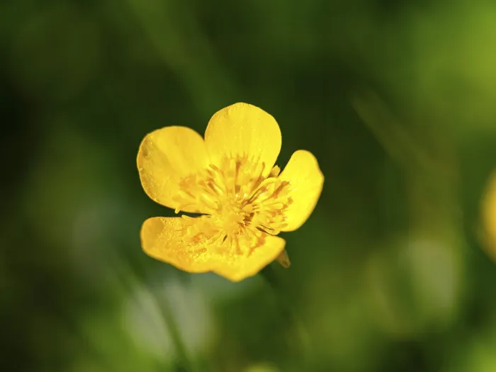 Gerahmter Druck : Sitfast (Ranunculus repens), Piding Gerahmter Druck : Sitfast (Ranunculus repens), Piding