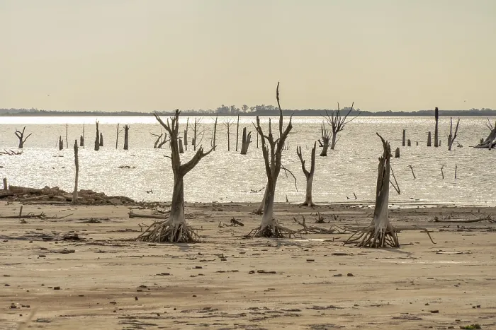 Gerahmter Druck : Knochenige tote Bäume. Klimawandel. Gerahmter Druck : Knochenige tote Bäume. Klimawandel.