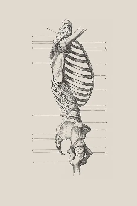 Gerahmter Druck : Knochenkörper, anatomische Zeichnung