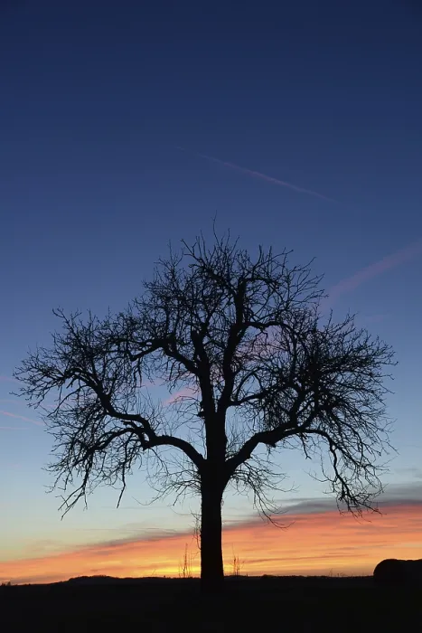 Gerahmter Druck : Himmel, Wolke, Abend, Wolken, Baum Gerahmter Druck : Himmel, Wolke, Abend, Wolken, Baum