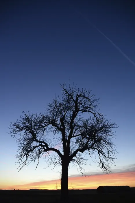 Gerahmter Druck : Himmel, Wolke, Abend, Wolken, Baum Gerahmter Druck : Himmel, Wolke, Abend, Wolken, Baum