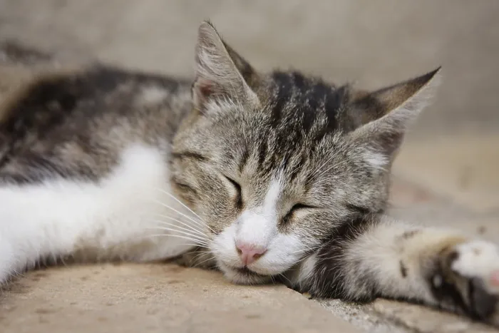 Gerahmter Druck : Schlafender Kater, Nahansicht. Gerahmter Druck : Schlafender Kater, Nahansicht.