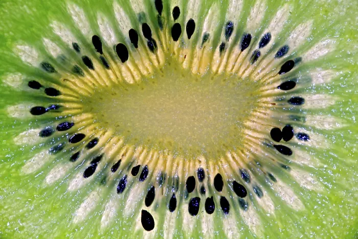 Gerahmter Druck : Geschälte Kiwi im Hintergrundlicht, Makro.