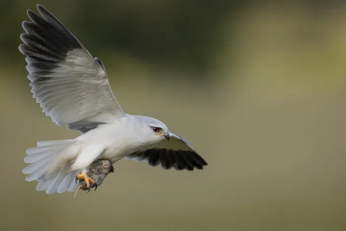 Gerahmter Druck : Schleiereule (Elanus caeruleus), in Flug mit einer Wühlmaus. Gerahmter Druck : Schleiereule (Elanus caeruleus), in Flug mit einer Wühlmaus.