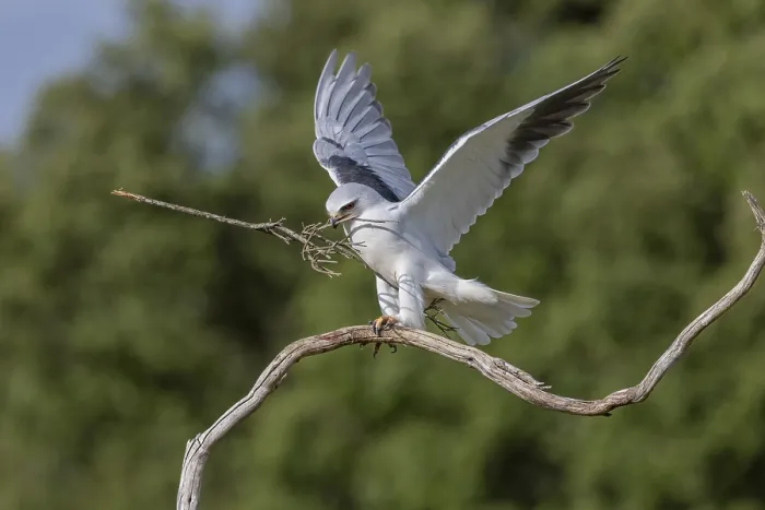 Gerahmter Druck : Schleiereule (Elanus caeruleus), mit Nestmaterial.