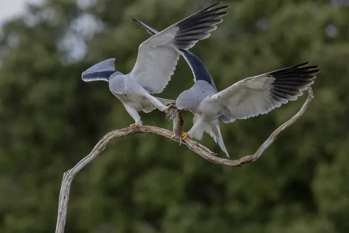 Gerahmter Druck : Schleiereule (Elanus caeruleus), Paar. Gerahmter Druck : Schleiereule (Elanus caeruleus), Paar.