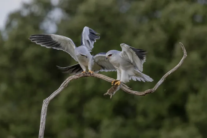 Gerahmter Druck : Schleiereule (Elanus caeruleus), Paar. Gerahmter Druck : Schleiereule (Elanus caeruleus), Paar.