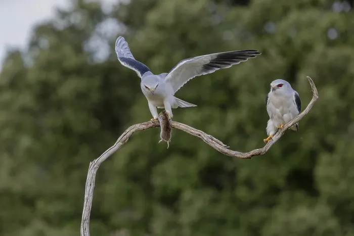 Gerahmter Druck : Schleiereule (Elanus caeruleus), Paar. Gerahmter Druck : Schleiereule (Elanus caeruleus), Paar.