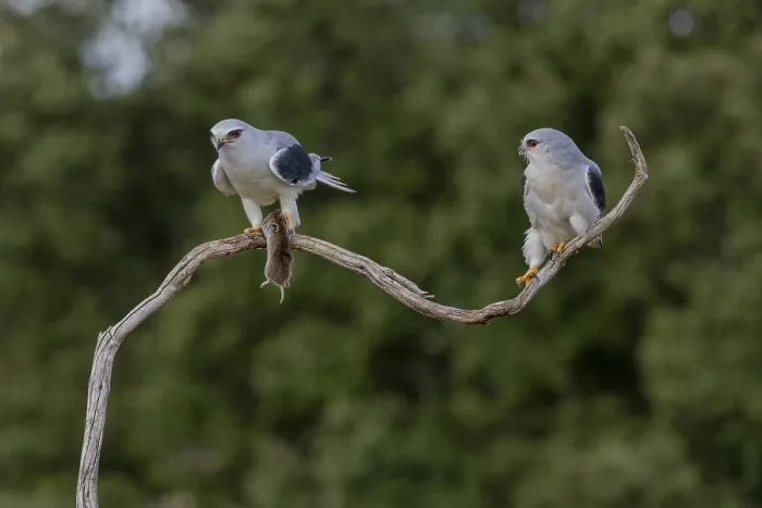 Gerahmter Druck : Schleiereule (Elanus caeruleus), Paar. Gerahmter Druck : Schleiereule (Elanus caeruleus), Paar.