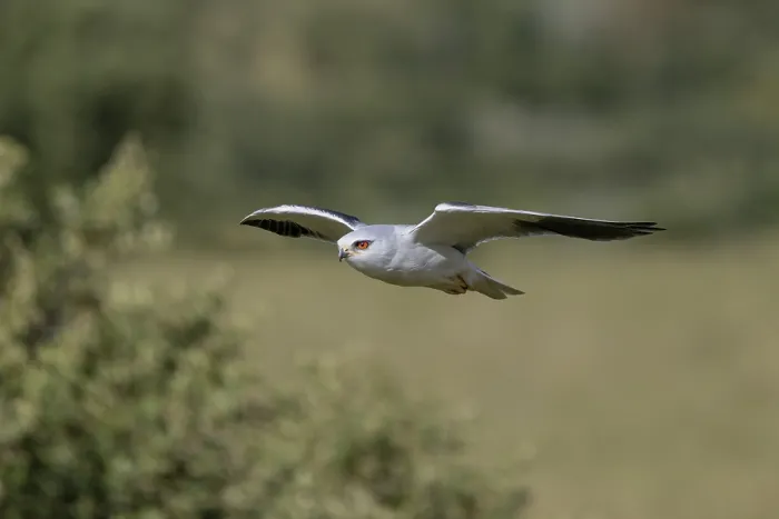 Gerahmter Druck : Schleiereule (Elanus caeruleus) Gerahmter Druck : Schleiereule (Elanus caeruleus)