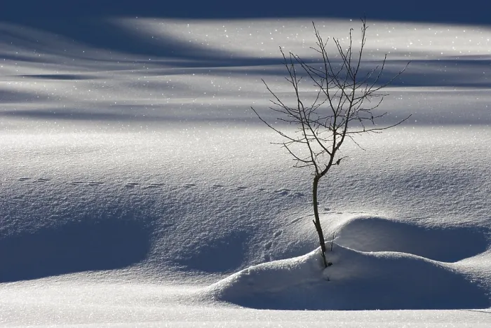Gerahmter Druck : Klein, kahler Baum in einem schattigen Winterlandschaft. Gerahmter Druck : Klein, kahler Baum in einem schattigen Winterlandschaft.
