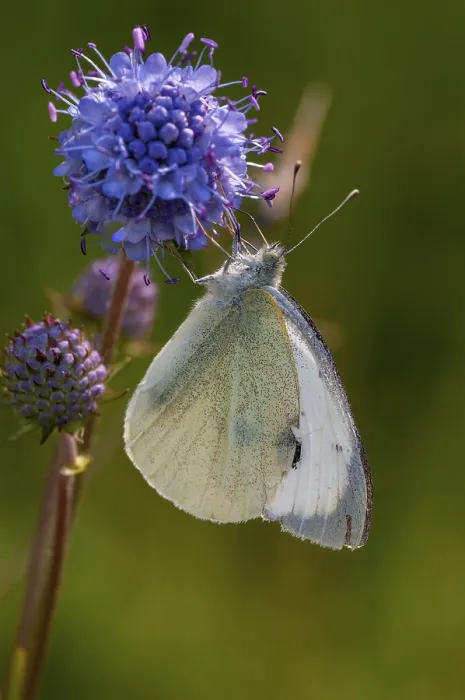 Gerahmter Druck : Kleinblättriger Weißling, Pieris Rapae. Gerahmter Druck : Kleinblättriger Weißling, Pieris Rapae.