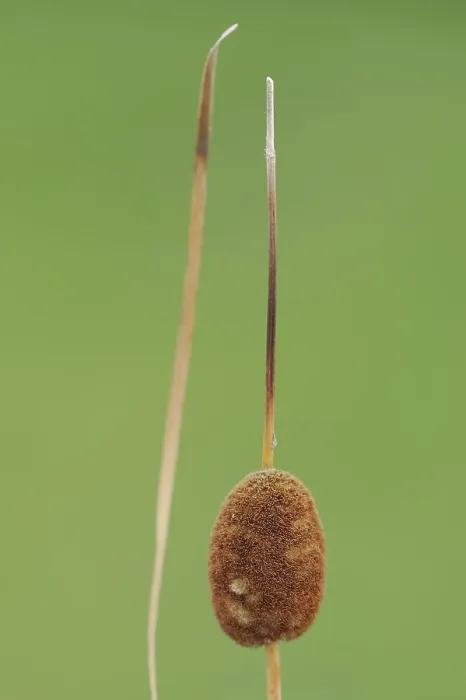 Gerahmter Druck : Kleinwollgras oder Kleine Binse (Typha minima) Gerahmter Druck : Kleinwollgras oder Kleine Binse (Typha minima)