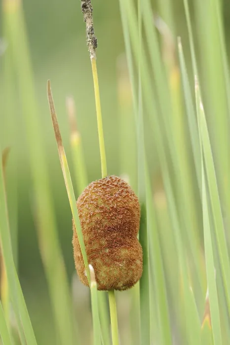Gerahmter Druck : Kleinwollig oder Kleinst-Schilgras (Typha minima) Gerahmter Druck : Kleinwollig oder Kleinst-Schilgras (Typha minima)