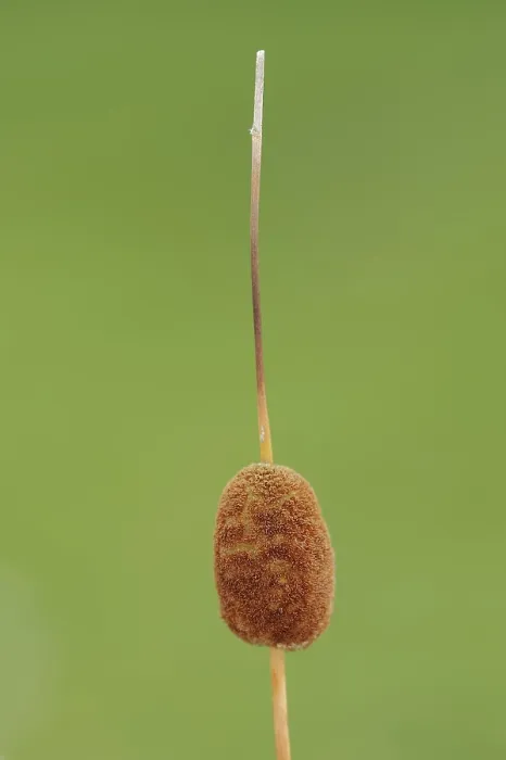 Gerahmter Druck : Kleinwollig Schilfrohr (Typha minima)