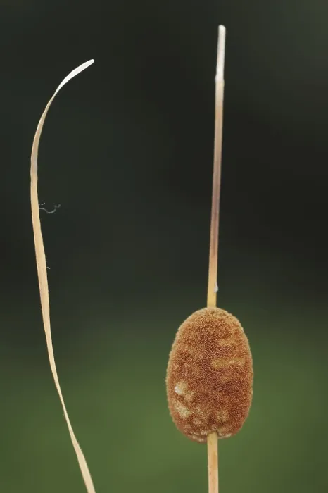 Gerahmter Druck : Kleinwollgras oder Kleine Binse (Typha minima)