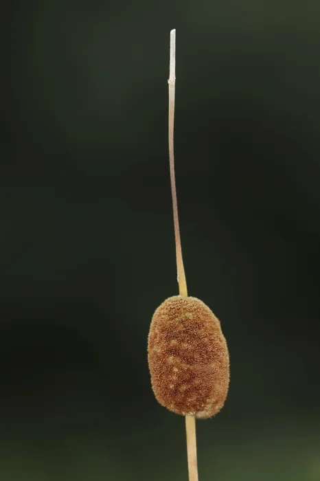 Gerahmter Druck : Kleinwollgras oder Kleine Wollgras (Typha minima) Gerahmter Druck : Kleinwollgras oder Kleine Wollgras (Typha minima)
