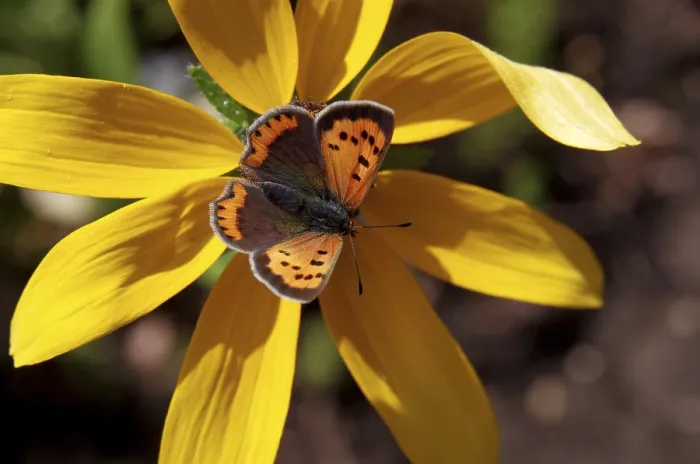 Gerahmter Druck : Kleiner Kupferfalter (Lycaena phlaeas) Gerahmter Druck : Kleiner Kupferfalter (Lycaena phlaeas)
