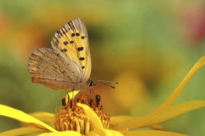 Gerahmter Druck : Kleiner Feuer- Schmetterling Gerahmter Druck : Kleiner Feuer- Schmetterling