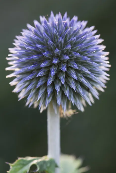 Gerahmter Druck : Kleinblumiglatt (Echinops ritro) Gerahmter Druck : Kleinblumiglatt (Echinops ritro)