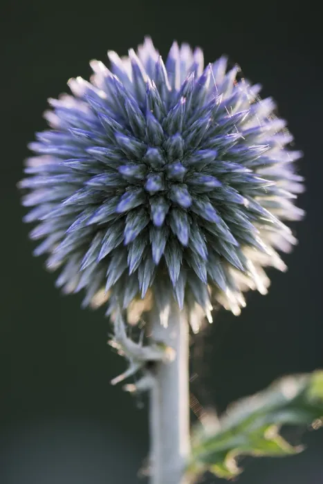 Gerahmter Druck : Kleiner Globthymian (Echinops ritro) Gerahmter Druck : Kleiner Globthymian (Echinops ritro)