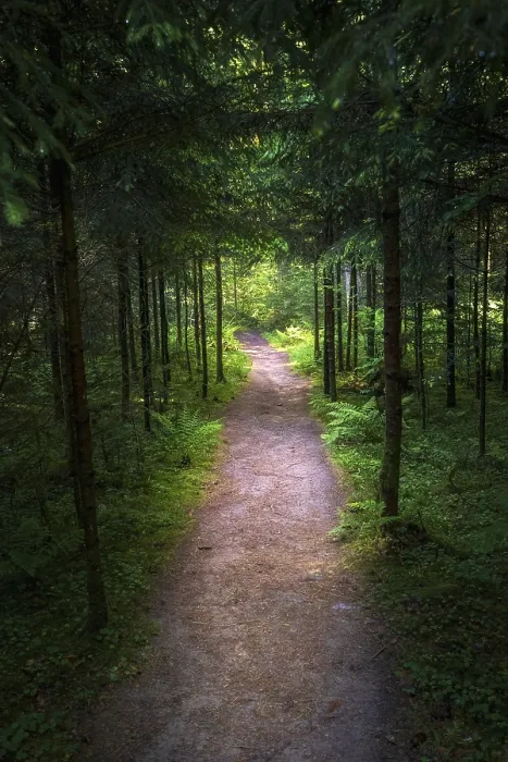 Gerahmter Druck : Kleiner Wanderweg im Schwarzwald. Gerahmter Druck : Kleiner Wanderweg im Schwarzwald.