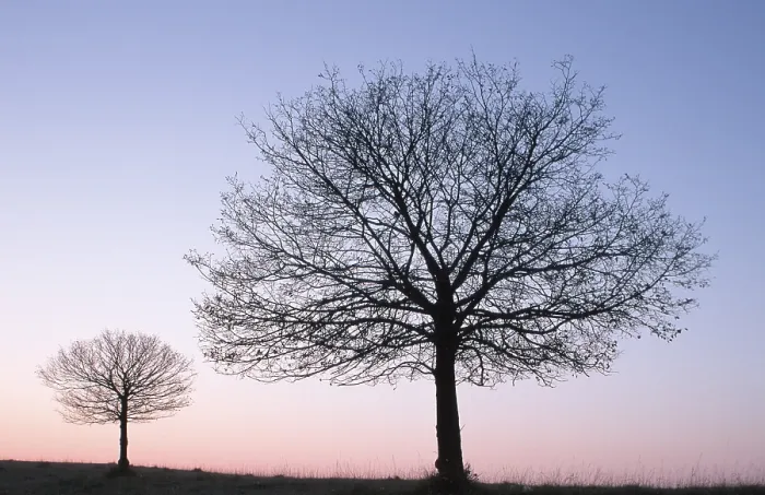 Gerahmter Druck : Kleinblättrige Zitrone am Abend im Winter. Gerahmter Druck : Kleinblättrige Zitrone am Abend im Winter.