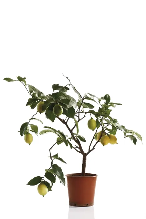 Gerahmter Druck : Klein-lemonsbaum Gerahmter Druck : Klein-lemonsbaum