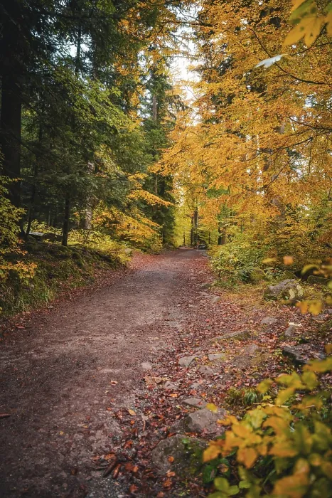 Gerahmter Druck : Kleiner Pfad durch den Wald im Herbst. Gerahmter Druck : Kleiner Pfad durch den Wald im Herbst.