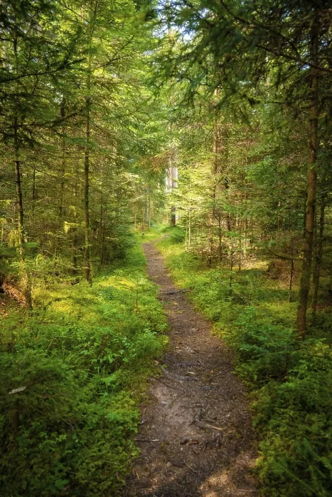 Gerahmter Druck : Kleiner Pfad durch den Wald, Schwarzwald. Gerahmter Druck : Kleiner Pfad durch den Wald, Schwarzwald.