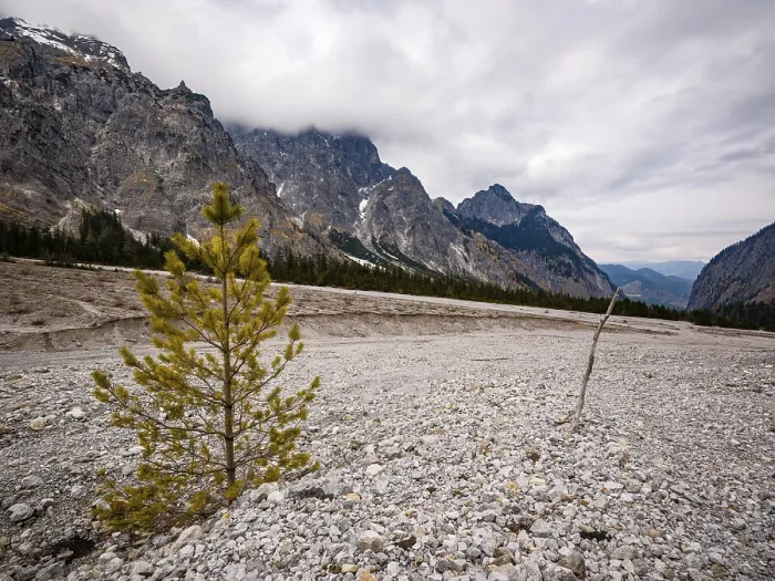 Gerahmter Druck : Ein kleiner Tannenbaum wächst in einem Kiesfeld, Wimbachgries, Wimbachtal, Nationalpark Berchtesgaden, Ramsau, Landkreis Berchtesgadener Land, Oberbayern. Gerahmter Druck : Ein kleiner Tannenbaum wächst in einem Kiesfeld, Wimbachgries, Wimbachtal, Nationalpark Berchtesgaden, Ramsau, Landkreis Berchtesgadener Land, Oberbayern.