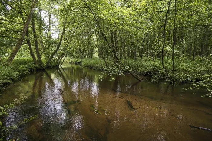 Gerahmter Druck : Kleiner Fluss im Wald, Ortze. Gerahmter Druck : Kleiner Fluss im Wald, Ortze.