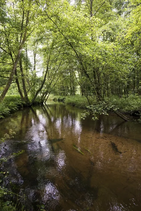 Gerahmter Druck : Kleiner Fluss im Wald, Ortze. Gerahmter Druck : Kleiner Fluss im Wald, Ortze.