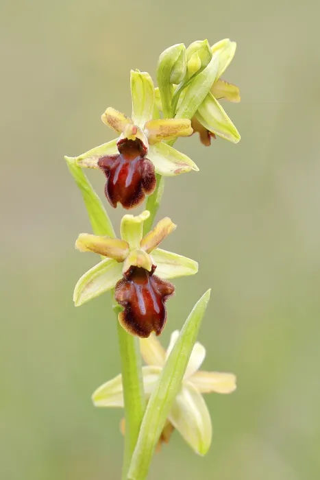 Gerahmter Druck : Kleiner Spießblättriger (Ophrys sphegodes subsp) Gerahmter Druck : Kleiner Spießblättriger (Ophrys sphegodes subsp)