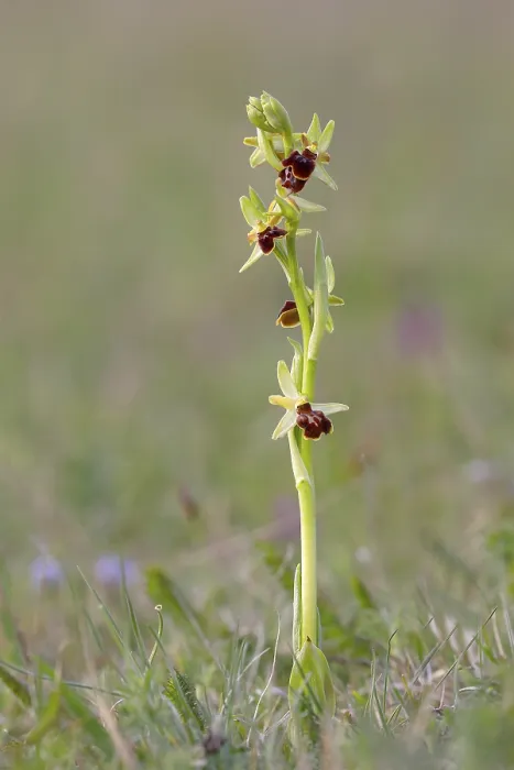 Gerahmter Druck : Kleiner Spießblättriger (Ophrys sphegodes subsp) Gerahmter Druck : Kleiner Spießblättriger (Ophrys sphegodes subsp)