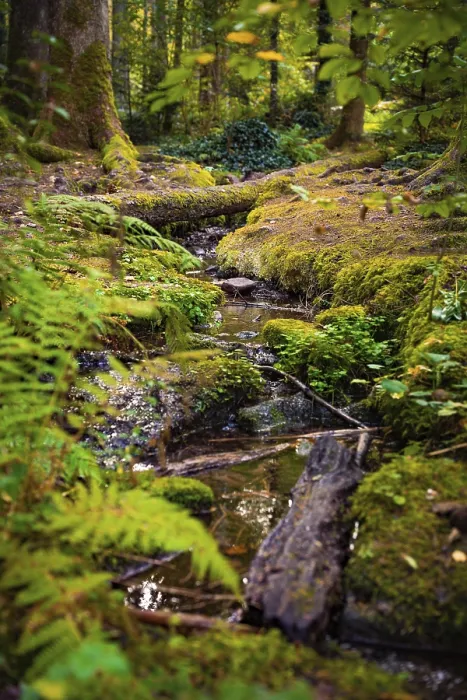 Gerahmter Druck : Bewegter Bach durch das Herbstwald. Gerahmter Druck : Bewegter Bach durch das Herbstwald.
