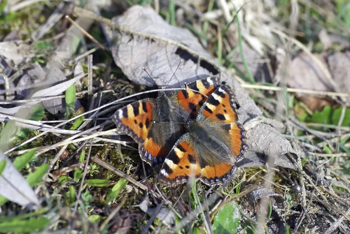 Gerahmter Druck : Kleiner Fuchs (Aglais urticae)
